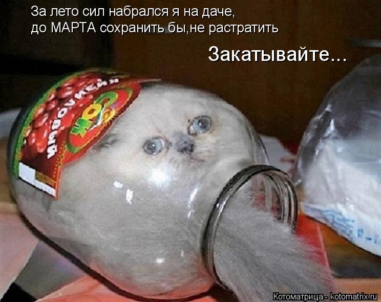 Котоматрица: За лето сил набрался я на даче, до МАРТА сохранить бы,не растратить Закатывайте...
