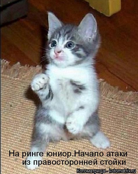 Котоматрица: На ринге юниор.Начало атаки из правосторонней стойки