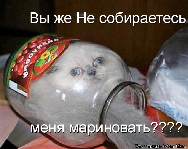 Котоматрица: Вы же Не собираетесь меня мариновать???? меня мариновать????