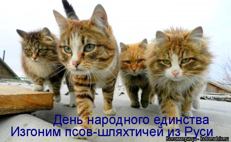 Котоматрица: Изгоним псов-шляхтичей из Руси День народного единства