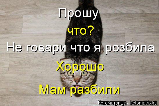 Котоматрица: Прошу что? Не говари что я розбила вазу Хорошо Мам разбили