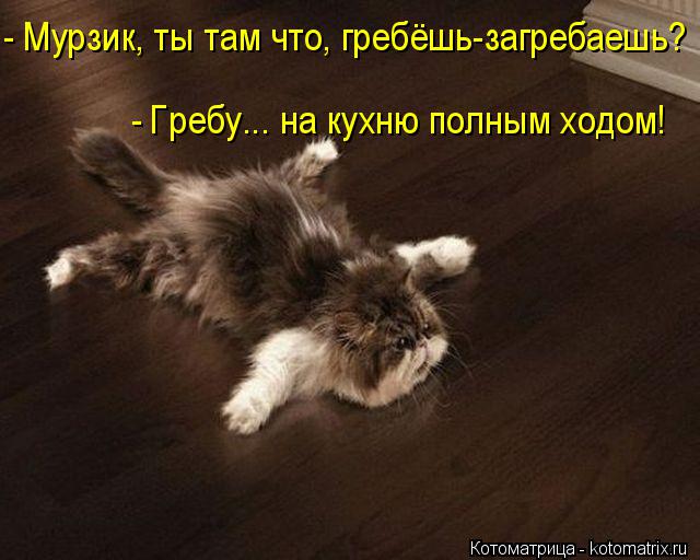 Котоматрица: - Мурзик, ты там что, гребёшь-загребаешь? - Гребу... на кухню полным ходом!