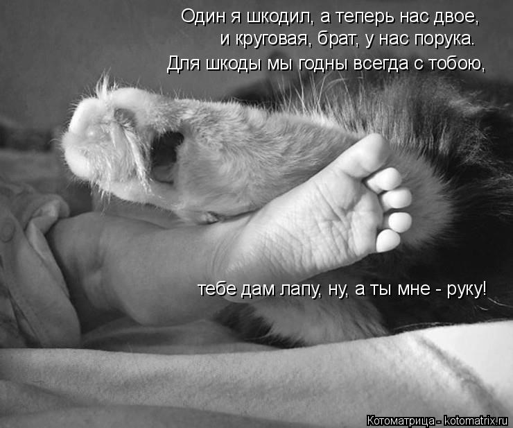 Котоматрица: Один я шкодил, а теперь нас двое, и круговая, брат, у нас порука. Для шкоды мы годны всегда с тобою,  тебе дам лапу, ну, а ты мне - руку!