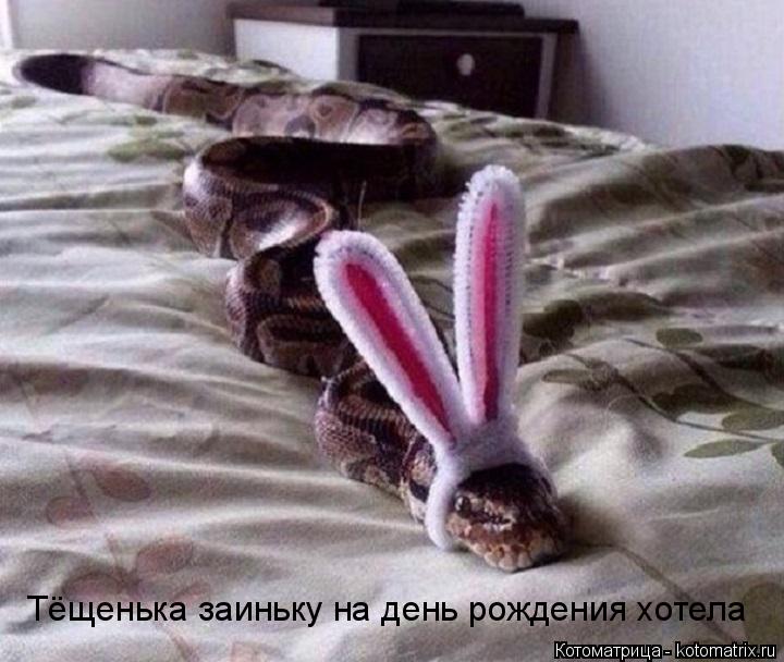 Котоматрица: Тёщенька заиньку на день рождения хотела