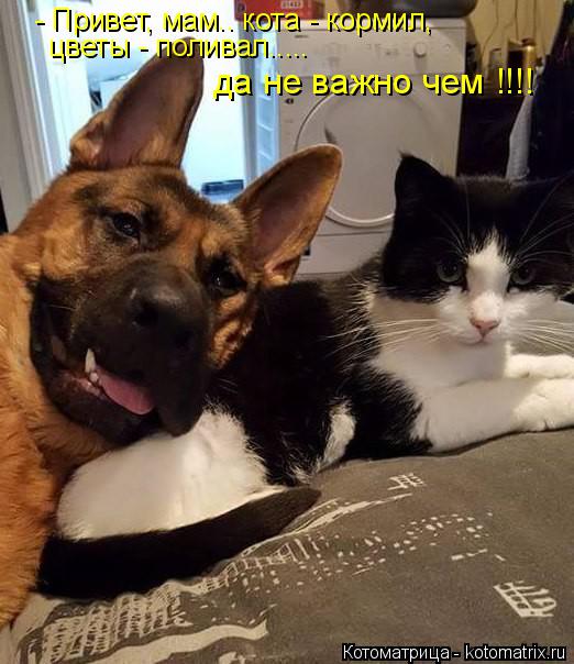 Котоматрица: - Привет, мам.. кота - кормил, цветы - поливал.....   да не важно чем !!!!