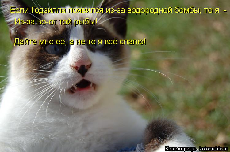 Котоматрица: Если Годзилла появился из-за водородной бомбы, то я. -  Из-за во-от той рыбы! Дайте мне её, а не то я всё спалю!