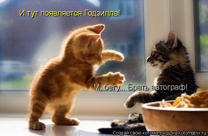 Котоматрица: И тут появляется Годзилла! М, бегу... Брать автограф!