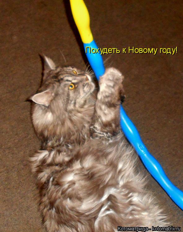 Котоматрица: Похудеть к Новому году!