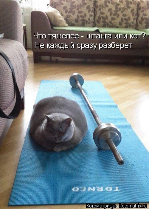 Котоматрица: Что тяжелее - штанга или кот? Не каждый сразу разберет.