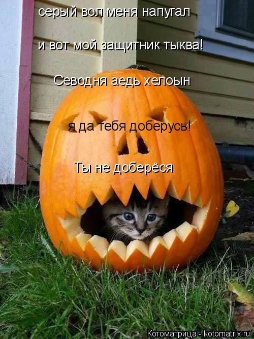 Котоматрица: серый вол меня напугал и вот мой защитник тыква! Севодня аедь хелоын я да тебя доберусь! Ты не доберёся