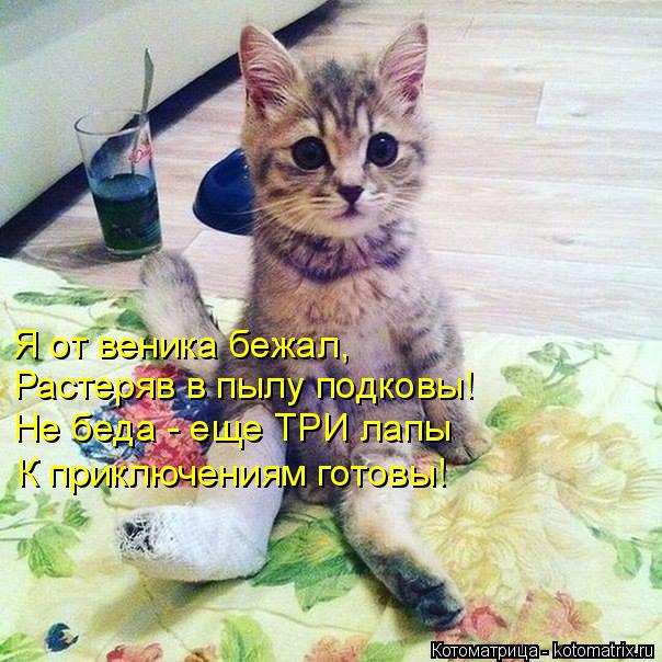 Котоматрица: Я от веника бежал, Растеряв в пылу подковы! Не беда - еще ТРИ лапы К приключениям готовы!