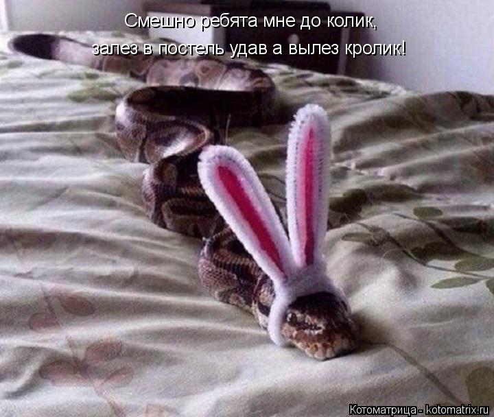 Котоматрица: Смешно ребята мне до колик, Смешно ребята мне до колик, залез в постель удав а вылез кролик!