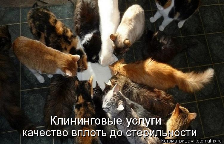 Котоматрица: Клининговые услуги качество вплоть до стерильности