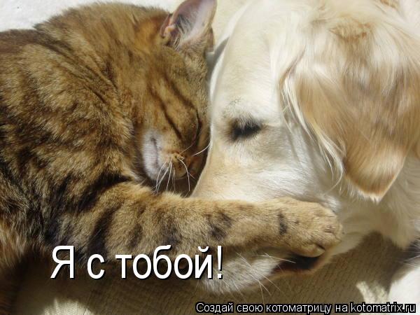 Котоматрица: Я с тобой!