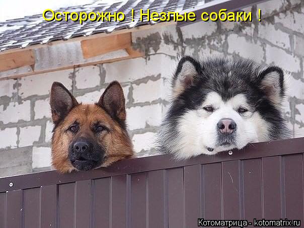 Котоматрица: Осторожно ! Незлые собаки !