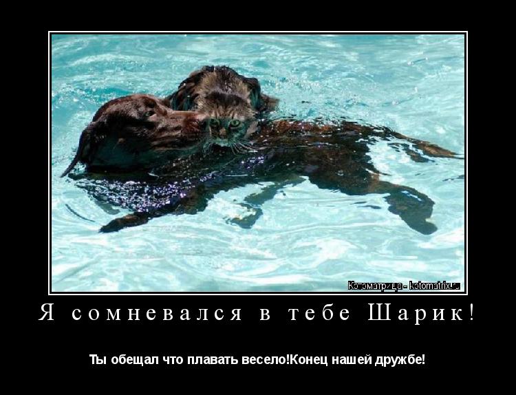 Котоматрица: Я сомневался в тебе Шарик! Ты обещал что плавать весело!Конец нашей дружбе!
