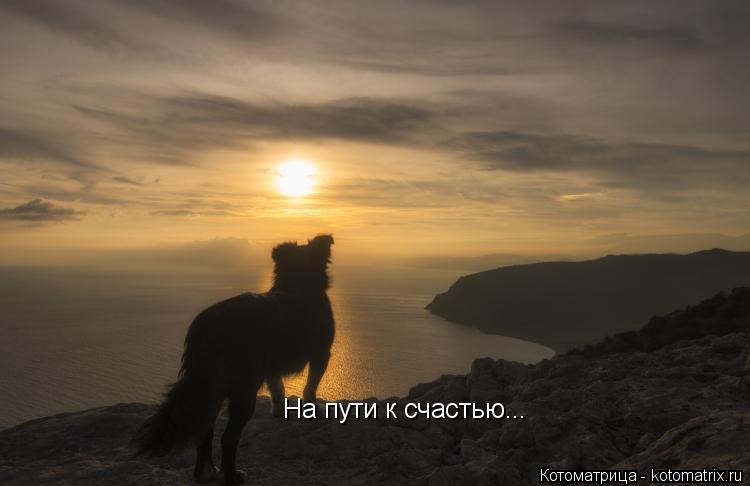 Котоматрица: На пути к счастью...