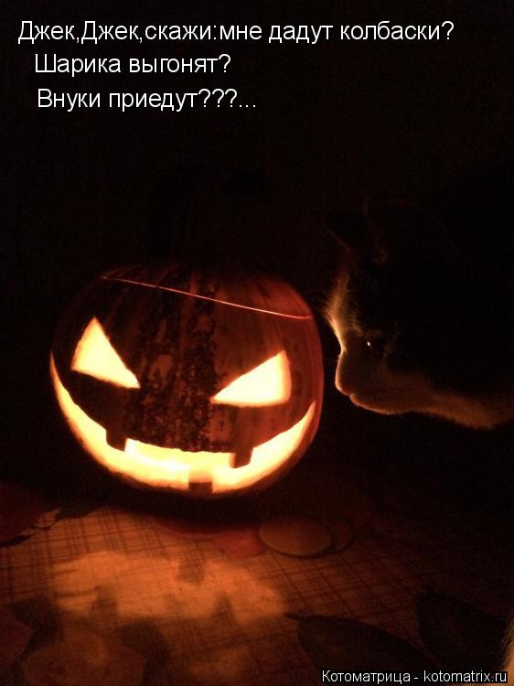 Котоматрица: Джек,Джек,скажи:мне дадут колбаски? Шарика выгонят? Внуки приедут???...