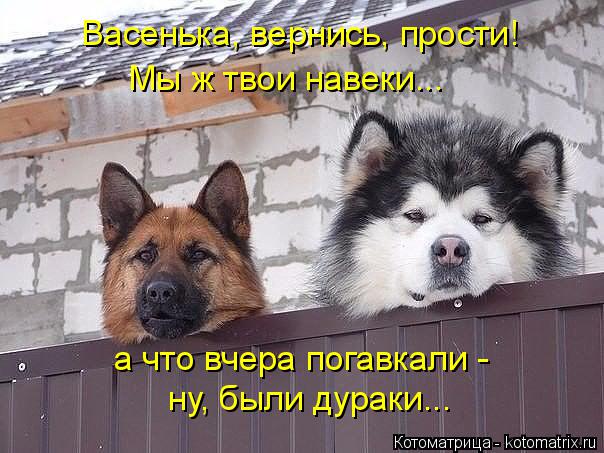 Котоматрица: Васенька, вернись, прости! Мы ж твои навеки... а что вчера погавкали - ну, были дураки...