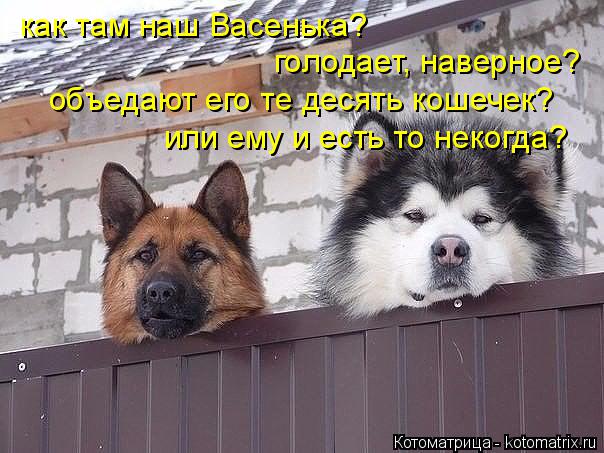 Котоматрица: как там наш Васенька?  голодает, наверное? объедают его те десять кошечек? или ему и есть то некогда?