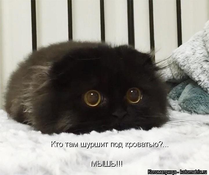 Котоматрица: Кто там шуршит под кроватью?... МЫШЬ!!!