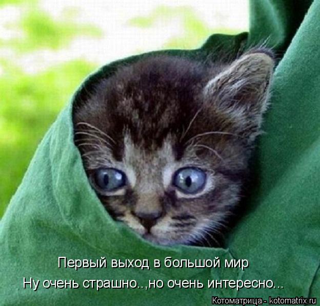 Котоматрица: Первый выход в большой мир Ну очень страшно..,ну о Ну очень страшно..,но очень интересно...
