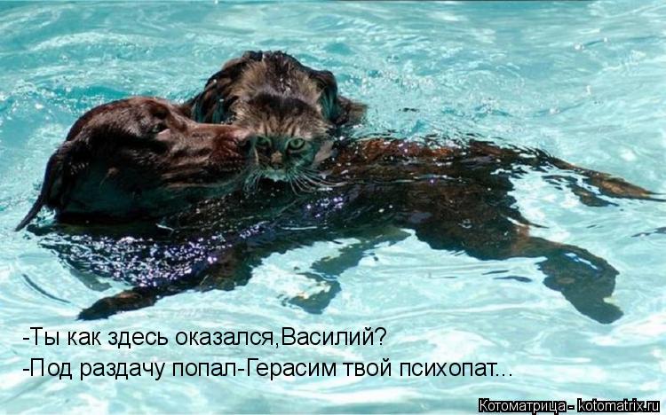 -Ты как здесь оказался,Василий? -Под раздачу попал-Герасим твой психопат...... Котоматрица: -Ты как здесь оказался,Василий? -Под раздачу попал-Герасим твой психопат...