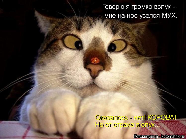 Котоматрица: мне на нос уселся МУХ.  Оказалось - нет! КОРОВА! Но от страха я опух... Говорю я громко вслух -