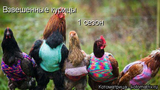 Котоматрица: Взвешенные курицы 1 сезон