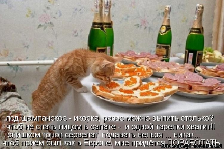 Котоматрица: под шампанское - икорка, разве можно выпить столько? чтоб не спать лицом в салате -  и одной тарелки хватит!! слишком тонок сервелат, подавать 
