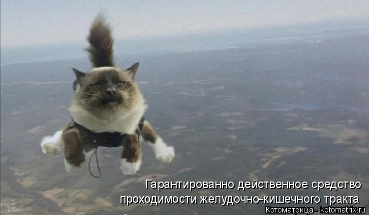 Котоматрица: Гарантированно действенное средство проходимости желудочно-кишечного тракта