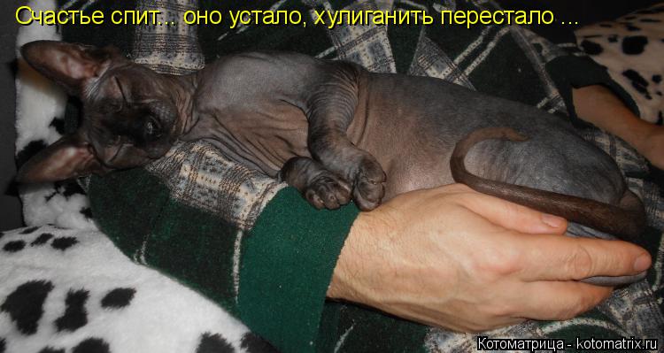 Котоматрица: Счастье спит... оно устало, хулиганить перестало ...