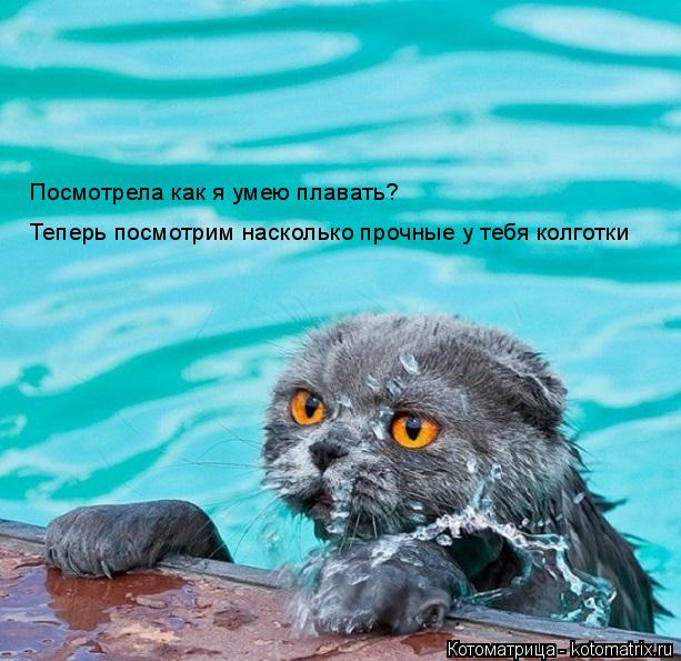 Котоматрица: Теперь посмотрим насколько прочные у тебя колготки Посмотрела как я умею плавать?