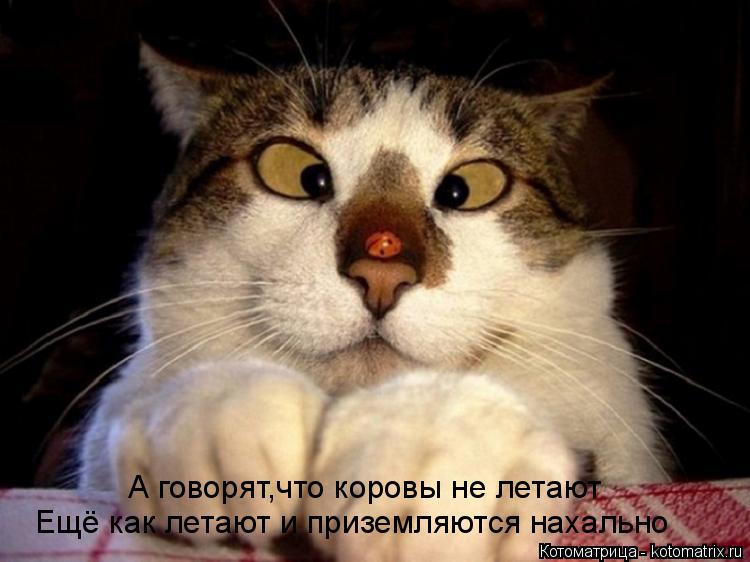 Котоматрица: А говорят,что коровы не летают Ещё как летают и приземляются нахально