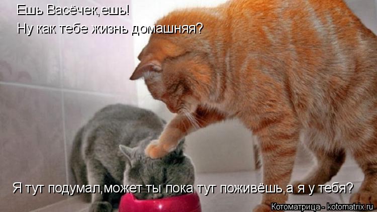 Котоматрица: Ешь Васёчек,ешь! Ну как тебе жизнь домашняя? Я тут подумал,может ты пока тут поживёшь,а я у тебя?