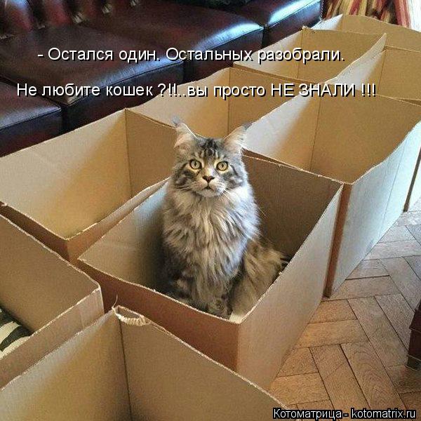 Котоматрица: - Остался один. Остальных разобрали. Не любите кошек ?!!..вы просто НЕ ЗНАЛИ !!!