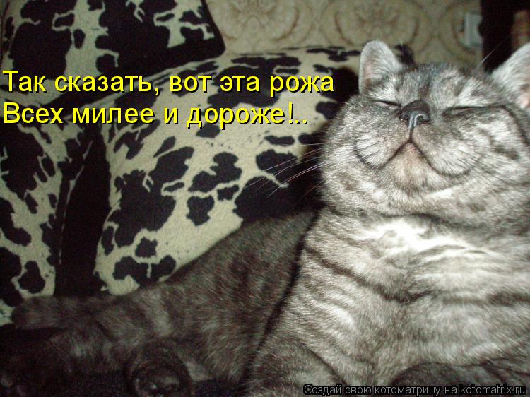 Котоматрица: Так сказать, вот эта рожа Всех милее и дороже!..