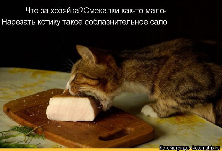 Котоматрица: Нарезать котику такое соблазнительное сало Что за хозяйка?Смекалки как-то мало-