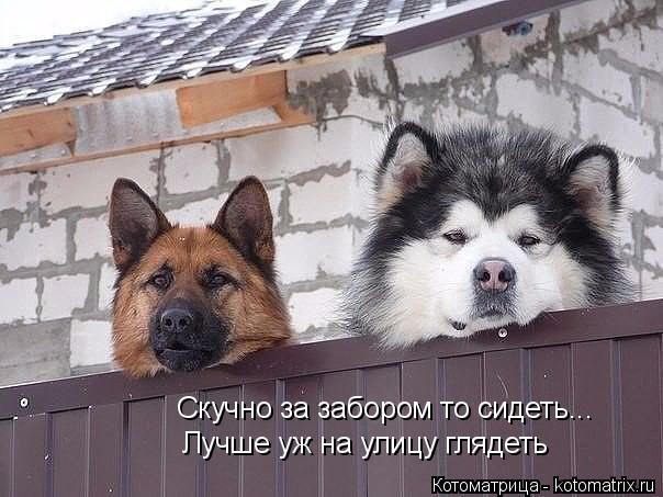 Котоматрица: Скучно за забором то сидеть... Лучше уж на улицу глядеть