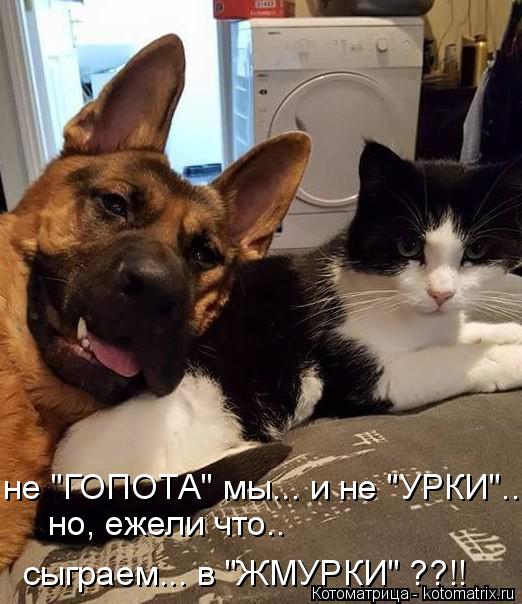 Котоматрица: не "ГОПОТА" мы... и не "УРКИ"... но, ежели что.. сыграем... в "ЖМУРКИ" ??!!