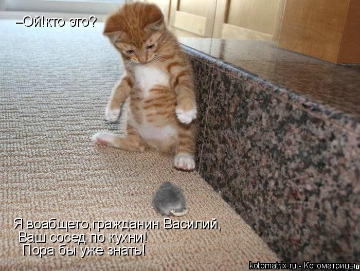 Котоматрица: –Ой!кто это? Я воабщето,гражданин Василий, Ваш сосед по кухни! Пора бы уже знать!