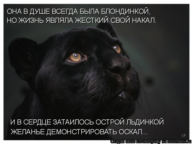Котоматрица: ОНА В ДУШЕ ВСЕГДА БЫЛА БЛОНДИНКОЙ,  И В СЕРДЦЕ ЗАТАИЛОСЬ ОСТРОЙ ЛЬДИНКОЙ НО ЖИЗНЬ ЯВЛЯЛА ЖЕСТКИЙ СВОЙ НАКАЛ. ЖЕЛАНЬЕ ДЕМОНСТРИРОВАТЬ ОСКАЛ..