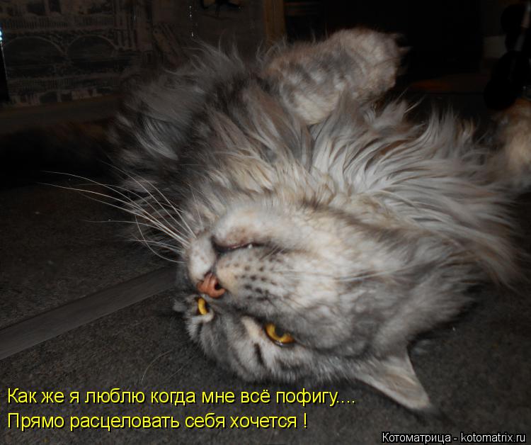 Котоматрица: Как же я люблю когда мне всё пофигу.... Прямо расцеловать себя хочется !