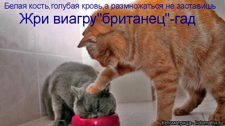 Котоматрица: Белая кость,голубая кровь,а размножаться не заставишь Жри виагру"британец"-гад
