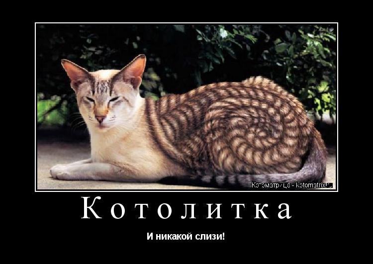 Котоматрица: Котолитка И никакой слизи!