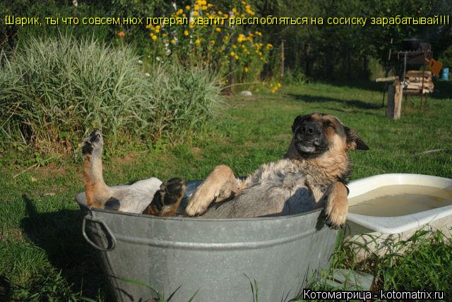 Котоматрица: Шарик, ты что совсем нюх потерял хватит расслобляться на сосиску зарабатывай!!!