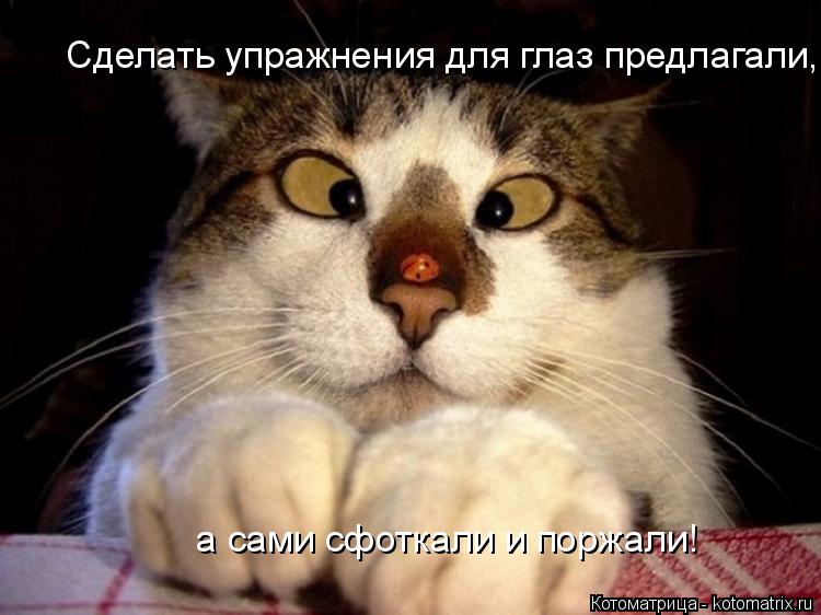 Котоматрица: Сделать упражнения для глаз предлагали, а сами сфоткали и поржали!  а сами сфоткали и поржали!