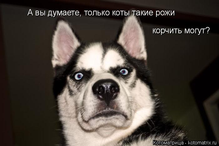 Котоматрица: А вы думаете, только коты такие рожи  корчить могут?