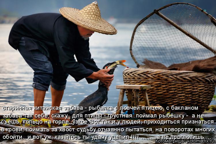 Котоматрица: старинная китайская забава - рыбалка с ловчей птицею, с бакланом забава так себе, скажу.. для птицы - грустная..поймал рыбёшку -  а не съешь, ко