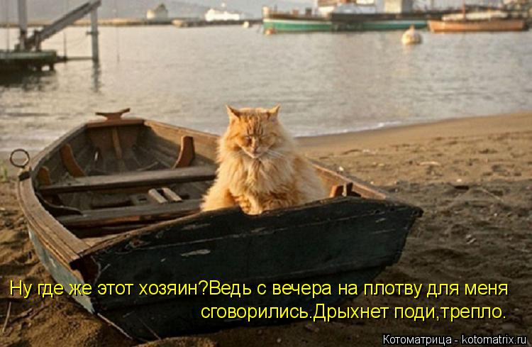 Котоматрица: Ну где же этот хозяин?Ведь с вечера на плотву для меня  сговорились.Дрыхнет поди,трепло.